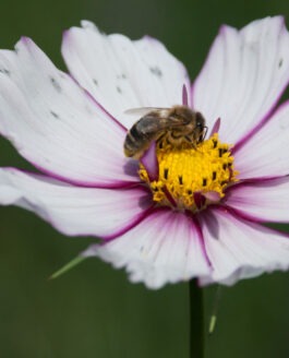 Pollen, pollen, pollen !