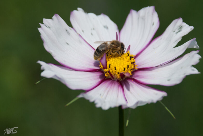 Pollen, pollen, pollen !