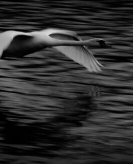 Gliding over the Cam….