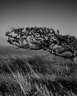 Wind sculpture