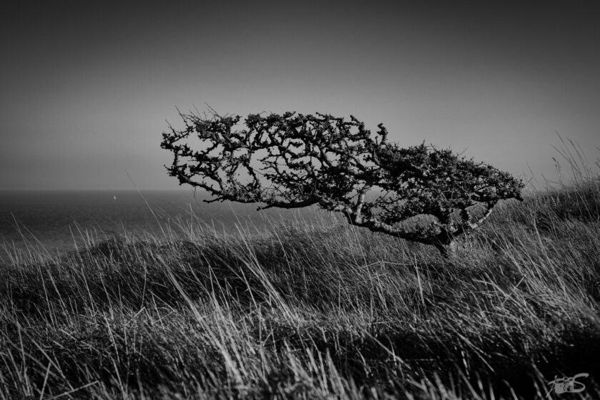 Wind sculpture