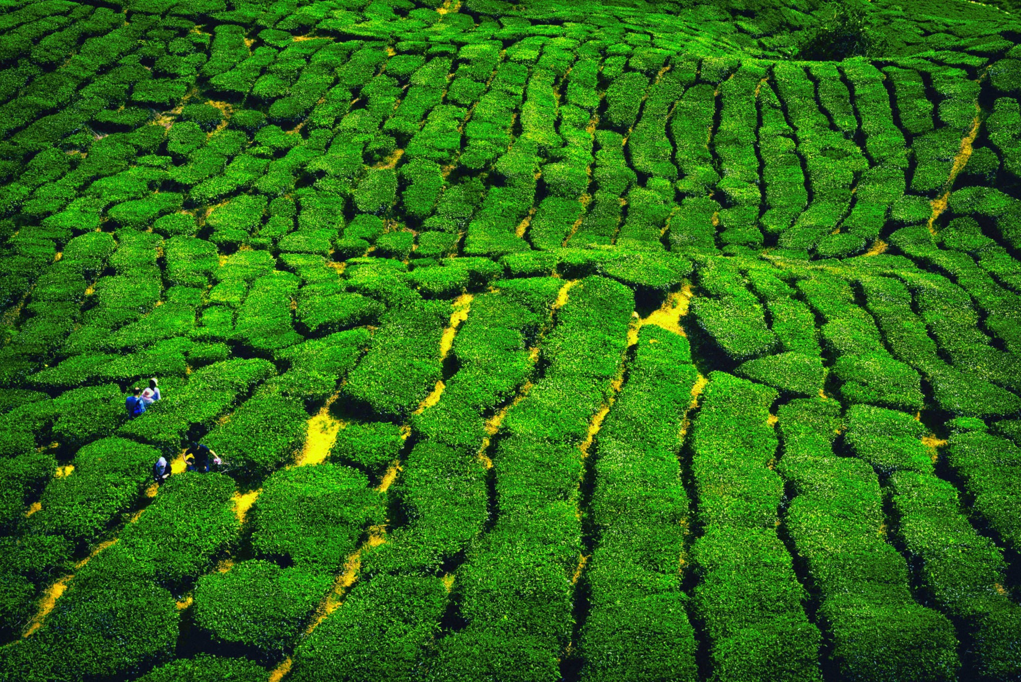 Tanah Rata, Malaysia (February 2020)